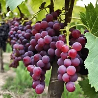 Sweet Red Grapes Plant-thumb1