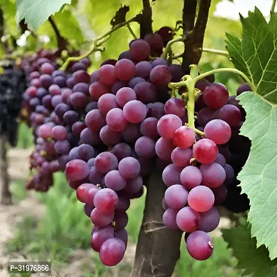 Sweet Red Grapes Plant-thumb2