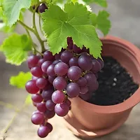 Sweet Red Grapes Plant-thumb2