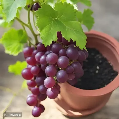 Sweet Red Grapes Plant-thumb3