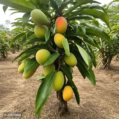 Natural Sweet Mango Plant