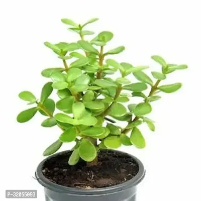 Indoor Good Luck Jade Plant With Pot-thumb0