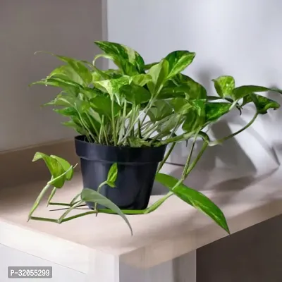 Indoor Lucky Money plant - Live-thumb0