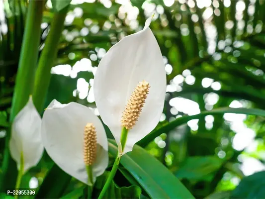 Peace Lily live plant