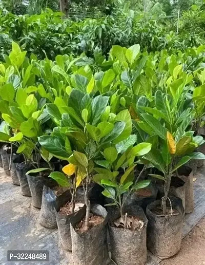 Grafted Thai Jackfruit Plant-thumb2