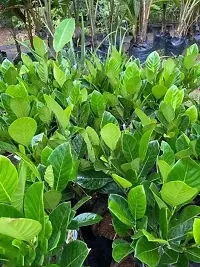 Grafted Thai Jackfruit Plant-thumb2