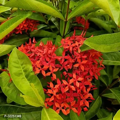 Red Ixora Flower Plant-thumb2