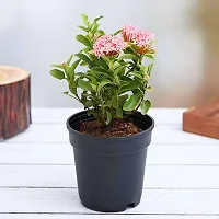 Pink Ixora Flower Plant With Planter Pot-thumb1