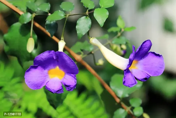 Trendy Thunbergia Erecta