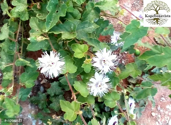 Trendy Love-In-A-Mist Stinking Passionflower Jhumka Lata Lam Radhikanachom Vel-Ghani Kukkiballi Chirranchantiya Siruppunaikkali Tellajumiki Passiflora Foetida Living Plant In Poly Bag-thumb0