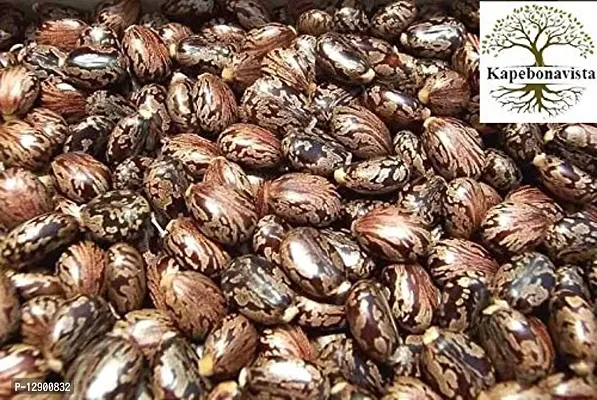 Trendy Arandi Beej Castor Seeds Beej Chittamankku Veranda Beans Amanakku Ricinus Communis 250G