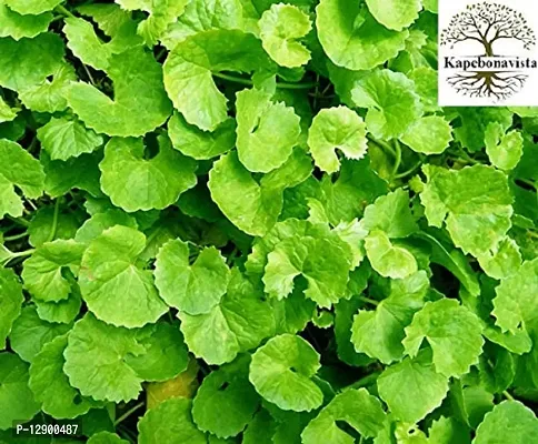 Trendy Indian Pennywort Sapling Plants Thalkudi (Centella Asiatica)