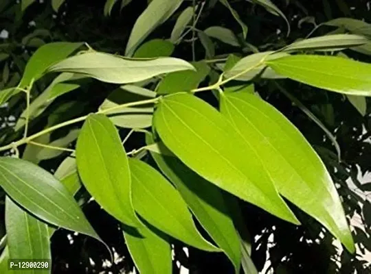 Trendy Two Cinnamomum Tamala 4 Month Plant