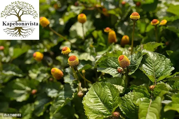 Trendy Spilanthes Paniculata Sapling Plant, Toothache Plant, Akarkar