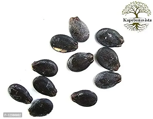 Trendy Tarbooz Beej Tarbuj Tormuj Indrak Watermelon Seed Tarbooza Beej Citrullus Lanatus Seeds100G