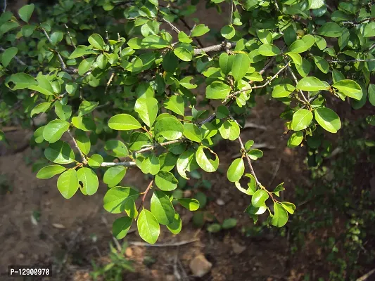 Trendy Hill Mango Seven Month Plant, Green Commiphora, From Guggul Family