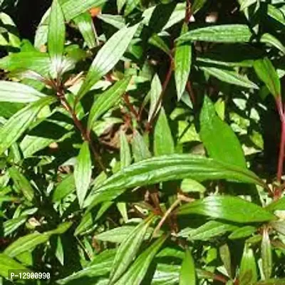 Trendy Ayapan Vishalyakarni Ayaparna Aiyappana Eupatorium Triplinerve Living Plant With Poly Bag