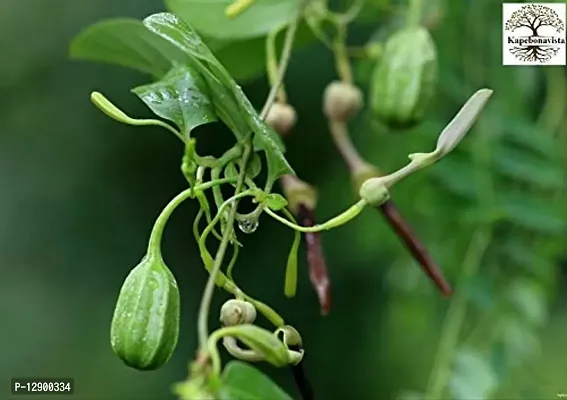 Trendy Hooka-Bel Gandhanakuli Arkmula Garudakkoti Kudukkamooli Pan Airi Aristolochia Indica Aristolochiaceae Indian Birthwort Duck Flower Plant In Poly Bag