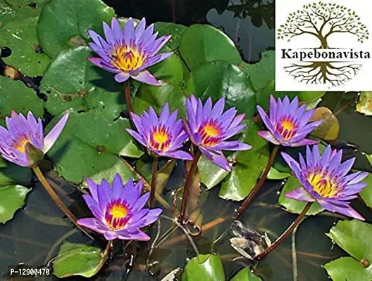 Trendy Blue Water Lily Sacred Blue Lotus Neelkamal Thariktharo Neelambal Nyadalehuvu Nil-Sapla Nymphaea Nouchali Living Plant In Poly Bag For Your Pool