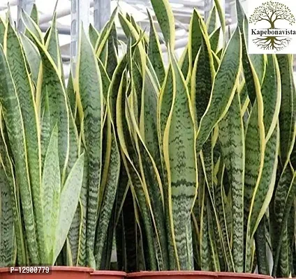 Trendy Naturals Sansevieria Trifasciata -Snake Asparagaceae Plant Live Plant With Poly Bag