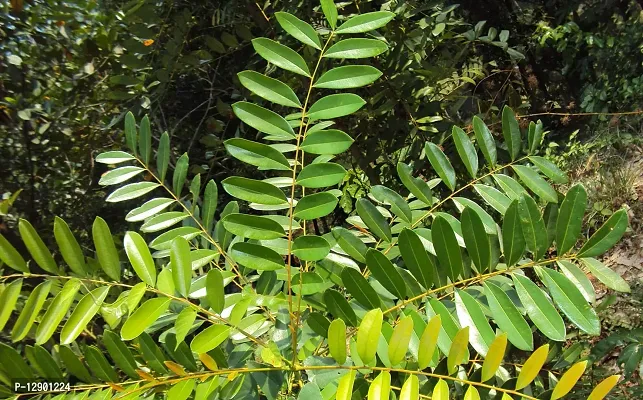 Trendy Simarouba Glauca 4 Years Plant