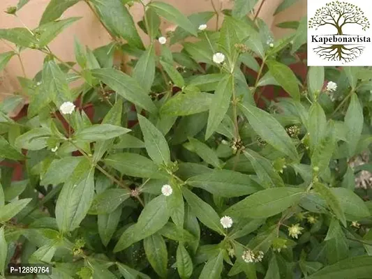 Trendy Bhringraj Kesharaj Karishalankanni Bhangeree Jhaar Galagara Garagadasappu Kaikeshi Eclipta Alba Living Plant In Poly Bag (Green)