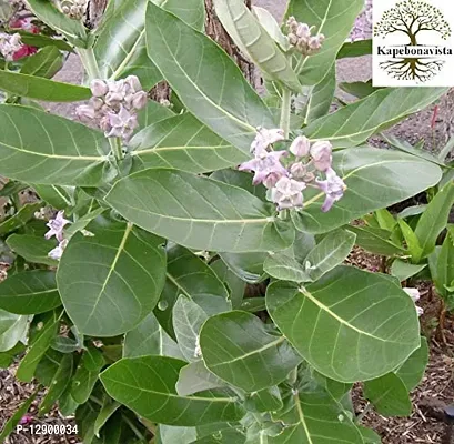 Trendy Arka Madar Giant Milkweed Swallow-Wort Crown Flower Calotropis Gigantea Living Plant With Poly Bag