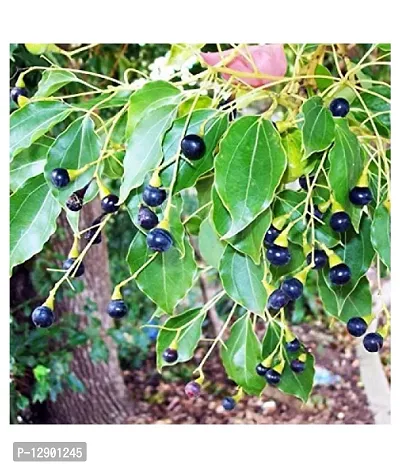 Trendy One Half Year Cinnamomum Camphora Plant