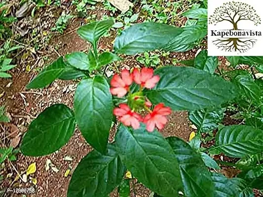 Trendy Lal Chitrak Rakt-Chitrak Plumbago Rosea Scarlet Leadwort Rose-Colored Leadwort Chitramulika Tambdi Chitrak Plumbago Indica Living Plant In Poly Bag