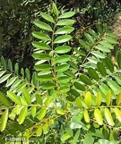 Trendy Simarouba Glauca Two Year Plant