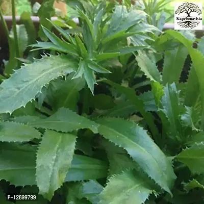 Trendy Ban Dhania Jangli Dhania Bon Dhonia Bandhana Jongali Memedo Long Coriander 1 Feet Sapling Plant, Wild Coriander, Culantro, (Eryngium Foetidum)