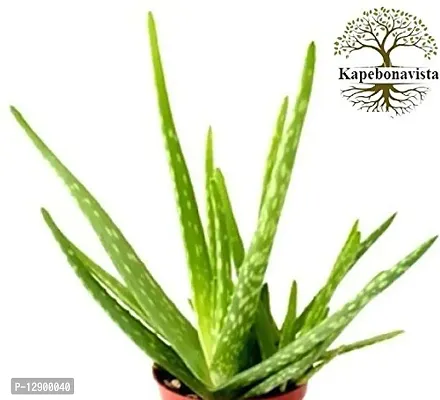 Trendy Natural Gheekumari Aloe Vera Kumari Aloe Indica Burn Plant Kathalai Ghyu Kumaari Khorpad Aloe Barbadensis Live Plant In Poly Bag-thumb0