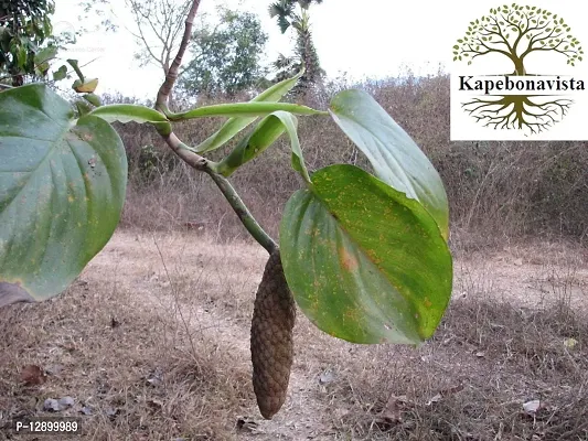 Trendy Gajapippali Meda Gwa Singraf Katmarra Jangli-Rai-Am Tumitla Ranamba Maidalagadil Muchaippeyetti Chiru Mamidi Katamero Picinpattai Scindapsus Officinalis Living Plant In Poly Bag