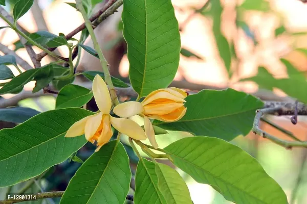 Trendy Magnolia Champaca One Year Plant