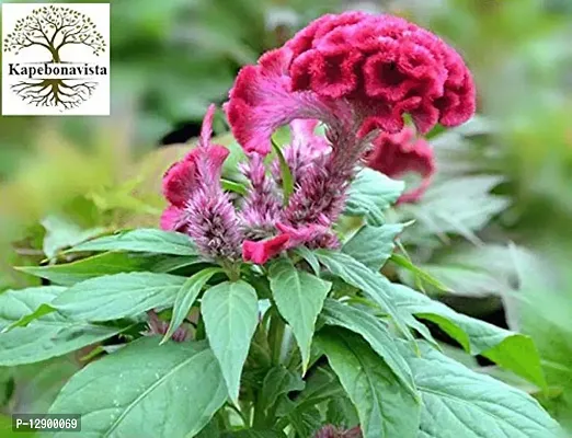 Trendy Cockscomb Lalmurga Haolei Kozhi Poo Mayur Chulia Celosia Cristata Living Plant In Poly Bag-thumb0