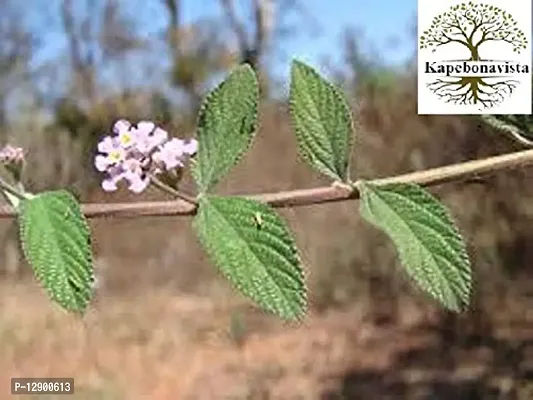 Trendy Jal Buti Jalpapli Naga Airi Naguary Lippia Germinate Bushy Lippia Bushy Mat Grass Lippia Alba Verbenaceae Lantana Alba Lantana Cuneatifolia Lippia Obovata Verbenaceae Living Plant