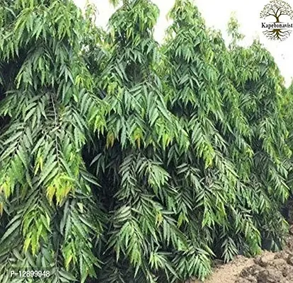 Trendy Devdar Debadaru Putrajiva Hemapushpam Asopalav Unboi Ashok Glodogan Tiang Piller Tree Polyalthia Longifolia Annonaceae Living Plant