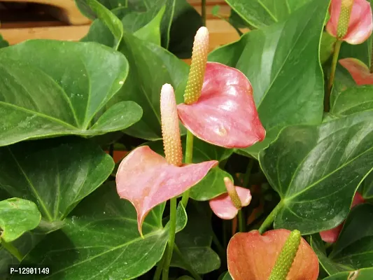 Trendy Anthurium Andraeanum