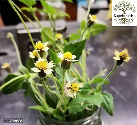 Trendy Bisalyakarani Tridax Procumbens Living Plant In Poly Bag