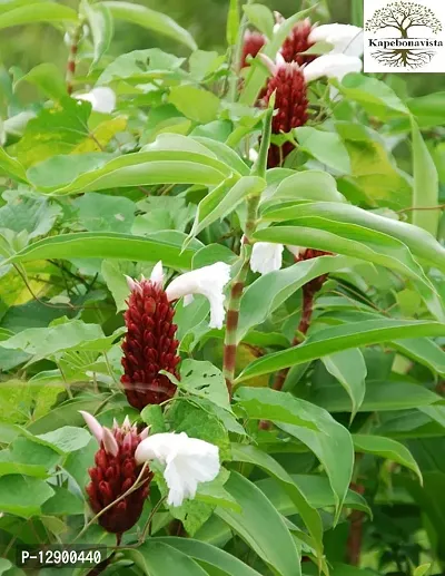 Trendy Keu Kushtha Pushkaramula Keumuk Kushtha Jom Lakhut Crepe Ginger Cane-Reed Malay Ginger Spiral Flag Spiral Ginger Wild Ginger Living Plant In Poly Bag-thumb0