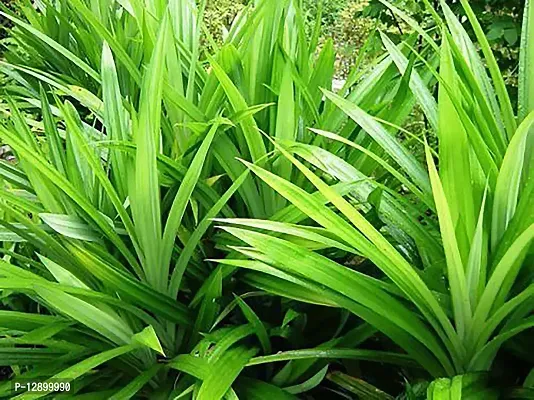 Trendy Biriyani Plant Screw Pine Annapurna Annapoorna Bai Toey Pandan Rambha Basmati Plant Pandanus Amaryllifolius Living Plant In Poly Bag-thumb0