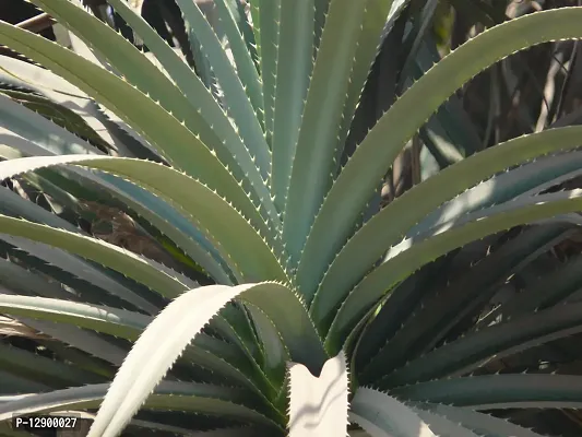 Trendy Gagan-Dhul Ketaki Jambul Kia Jambala Kegdi Khevada Kedwa Keora Screw Pine Pandanus Odorifer Plant