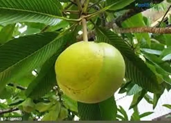 Trendy Dillenia Indica One Year Plant Elephant Apple-thumb0