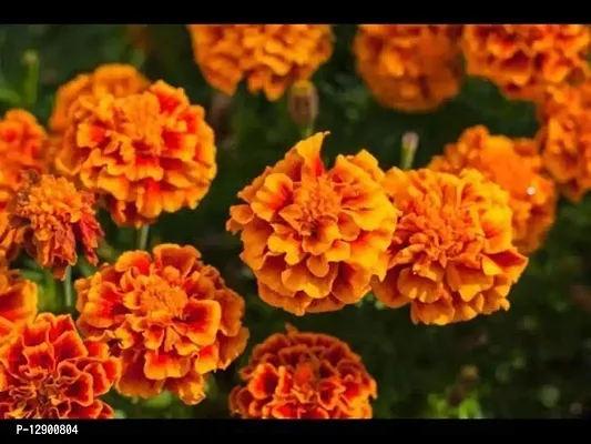 Trendy Marigold Baramasi-thumb0