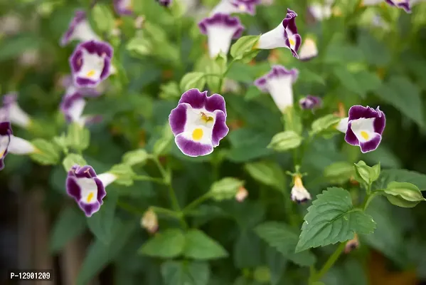 Trendy Torenia Plants