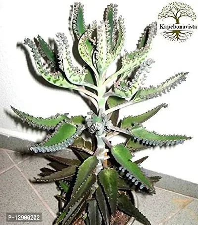 Trendy Kalanchoe Mexican Hat Plant Mother Of Thousands Bryophyllum Daigremontianum Living Plant In Poly Bag-thumb0