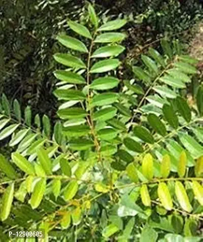 Trendy Simarouba Glauca One Year Plant