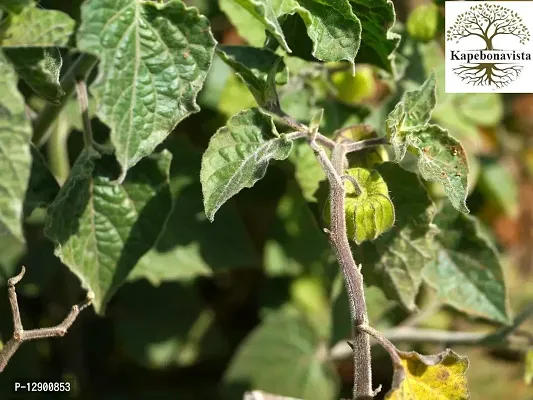 Trendy Tankari Macao Tepariyo Tipari Rasbhari Dankari Peruvian Ground Cherry Poha Berry Kuntali Tankasi Gida Malatakkalikkira Popti Living Plant In Poly Bag-thumb0