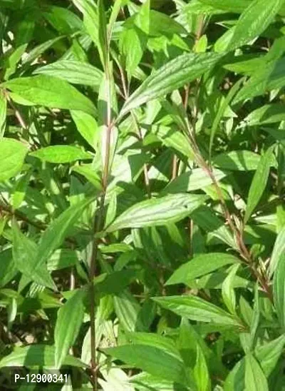 Trendy Ayapana (Eupatorium Ayapana) Ayapan, Ayaparna, Ayapana, Triplinervis Aiyappana-thumb0