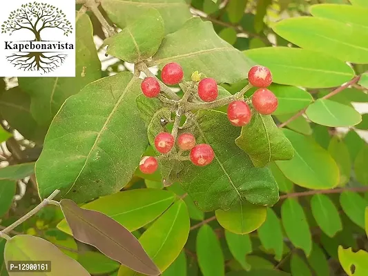 Trendy Patala Garuda 3 Months Old Sapling Plants (Rauvolfia Serpentina)